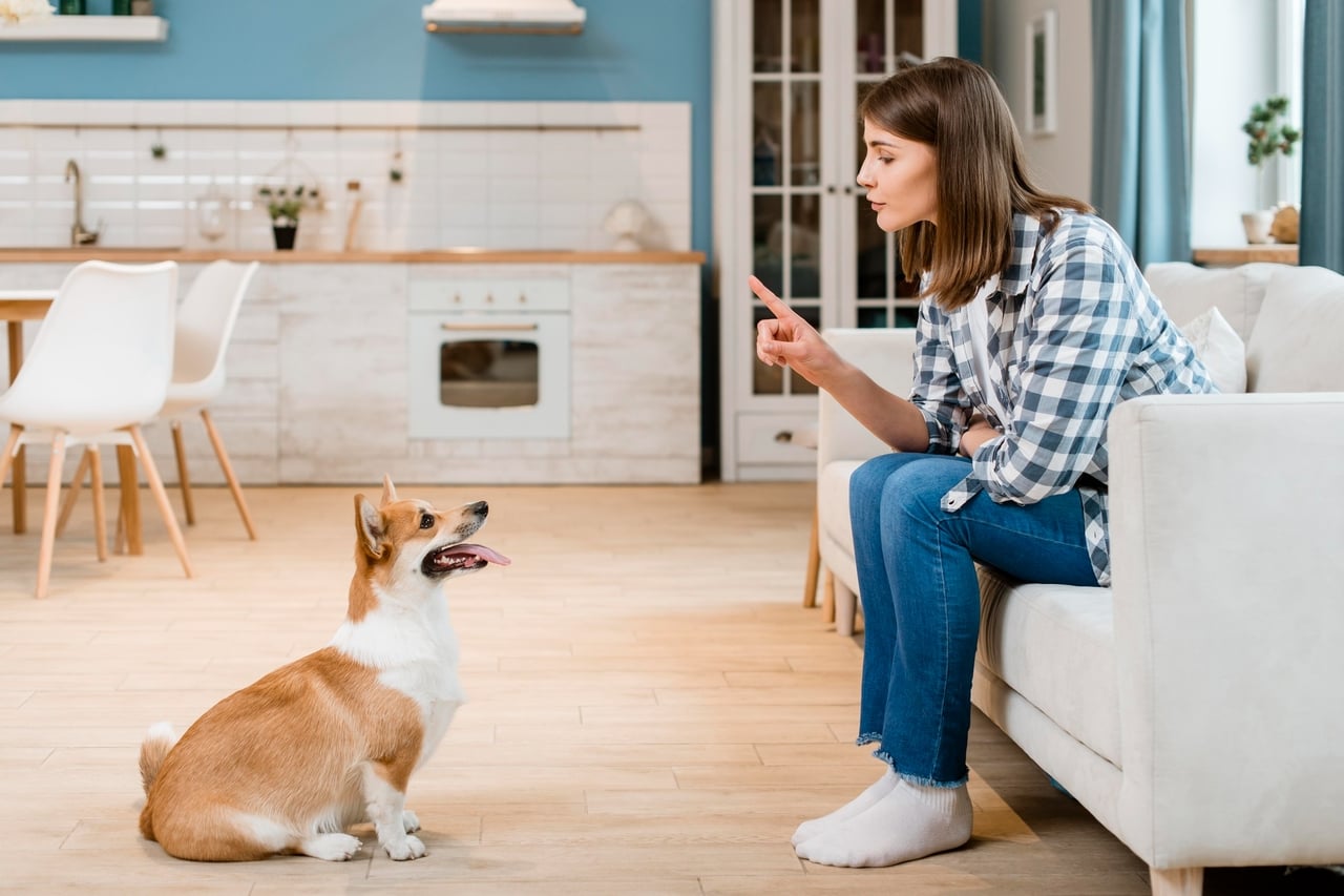 Pet sitting